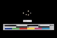 藏品(紫蘇輝石)的圖片